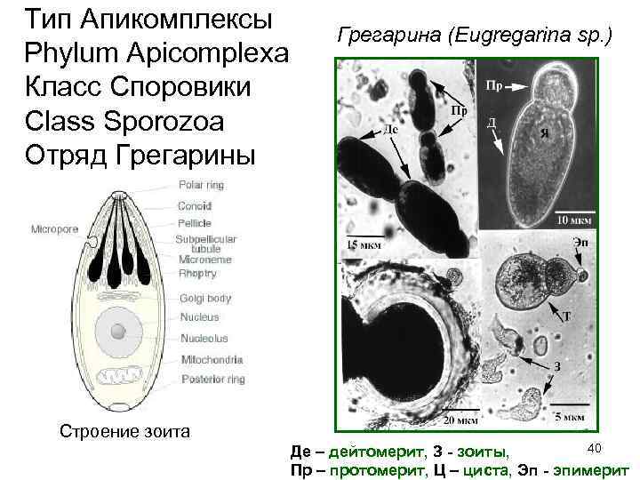 Тип Апикомплексы   Грегарина (Eugregarina sp. ) Phylum Apicomplexa Класс Споровики Class Sporozoa