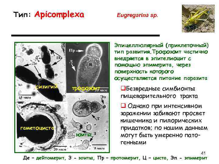 Тип: Apicomplexa     Eugregarina sp.      
