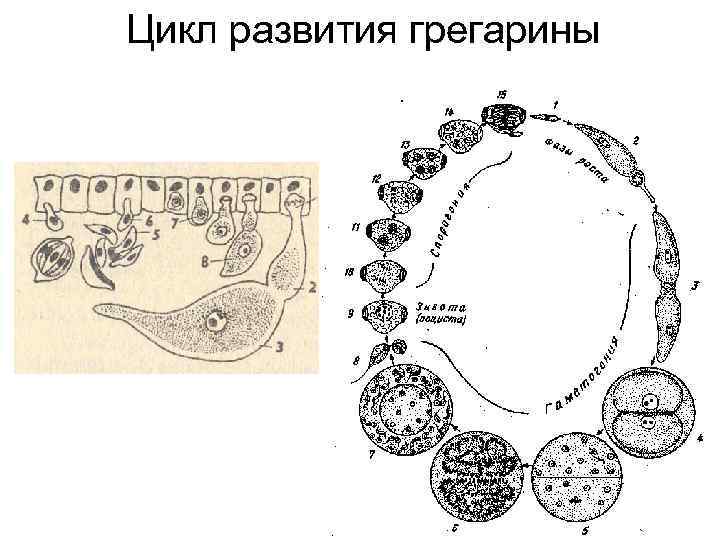 Цикл развития грегарины      42 