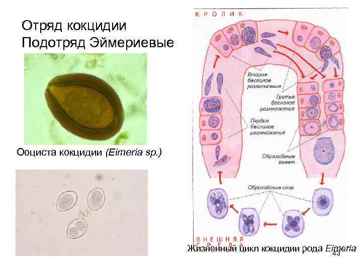  Отряд кокцидии Подотряд Эймериевые Ооциста кокцидии (Eimeria sp. )    