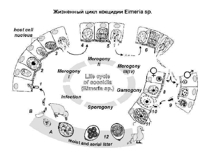 Жизненный цикл кокцидии Eimeria sp.    45 