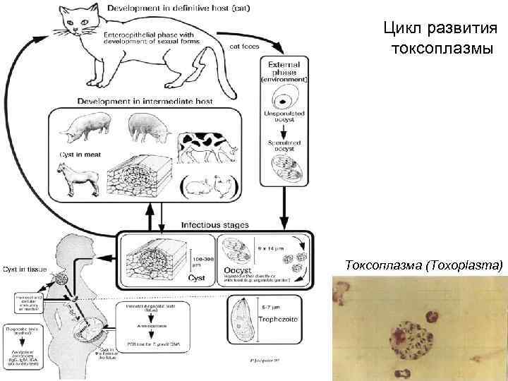  Цикл развития  токсоплазмы Токсоплазма (Toxoplasma)    46 
