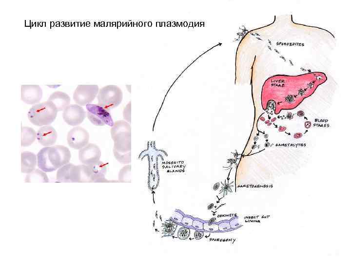 Цикл развитие малярийного плазмодия    48 