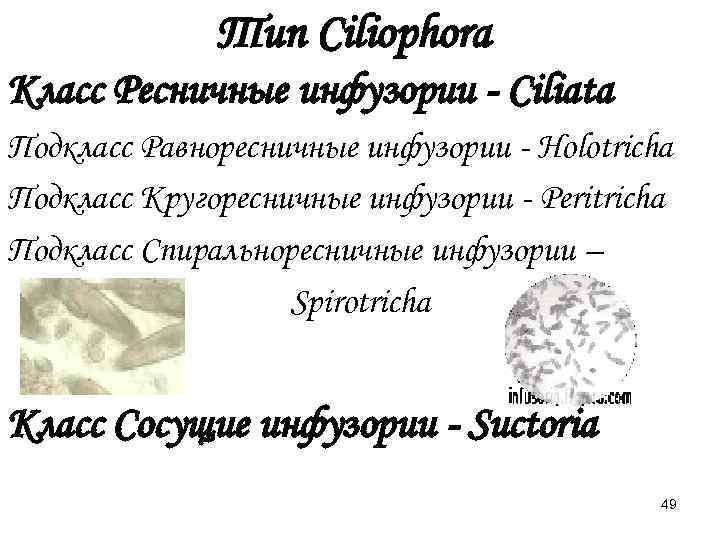    Тип Ciliophora Класс Ресничные инфузории - Ciliata Подкласс Равноресничные инфузории -