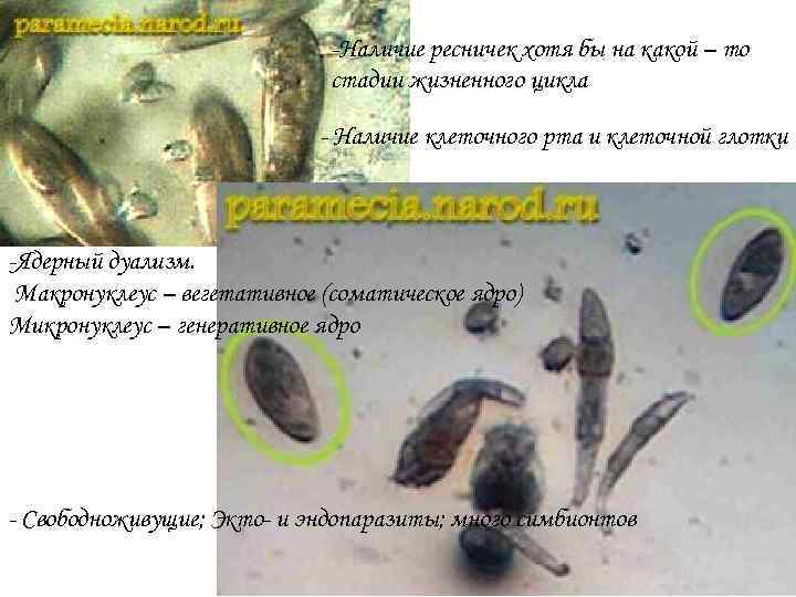      -Наличие ресничек хотя бы на какой – то 