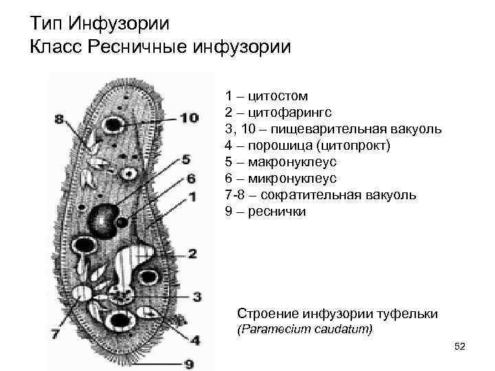 Тип Инфузории Класс Ресничные инфузории    1 – цитостом   