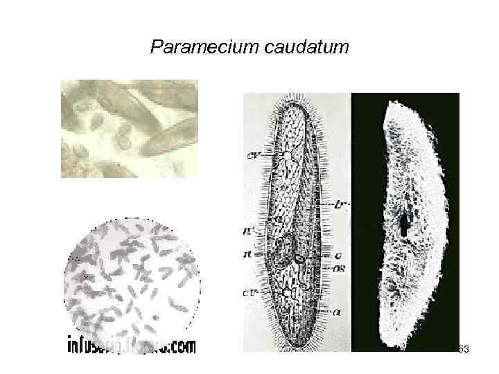 Paramecium caudatum      53 