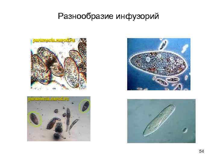 Разнообразие инфузорий     54 