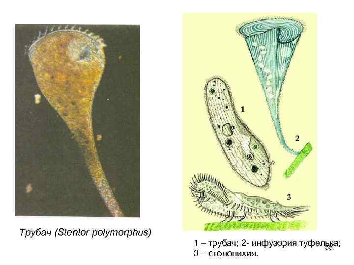 Трубач (Stentor polymorphus)      1 – трубач; 2 - инфузория