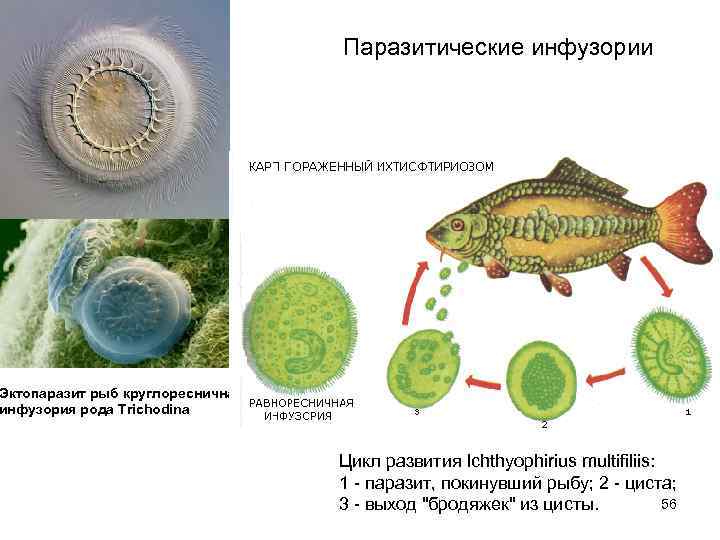        Паразитические инфузории Эктопаразит рыб круглоресничная инфузория рода