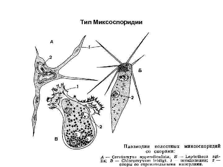 Тип Миксоспоридии     57 