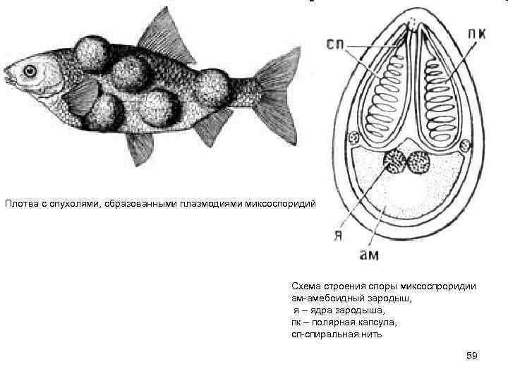 Плотва с опухолями, образованными плазмодиями миксоспоридий     Схема строения споры миксоспроридии