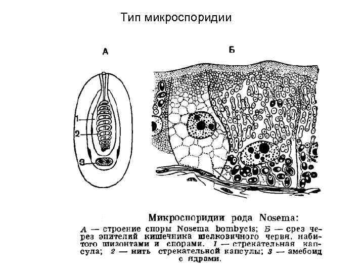 Тип микроспоридии     60 