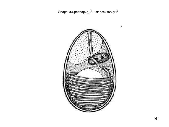 Спора микроспоридий – паразитов рыб    61 