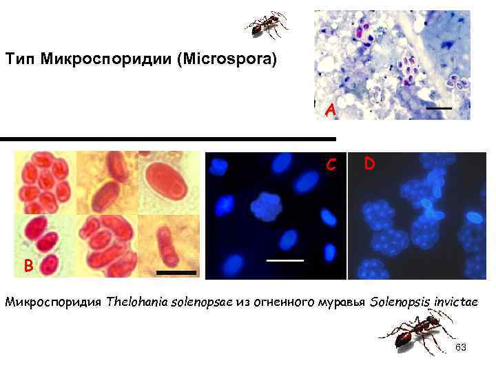 Тип Микроспоридии (Microspora)     А     C D