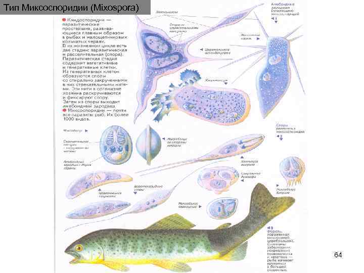 Тип Миксоспоридии (Mixospora)       64 