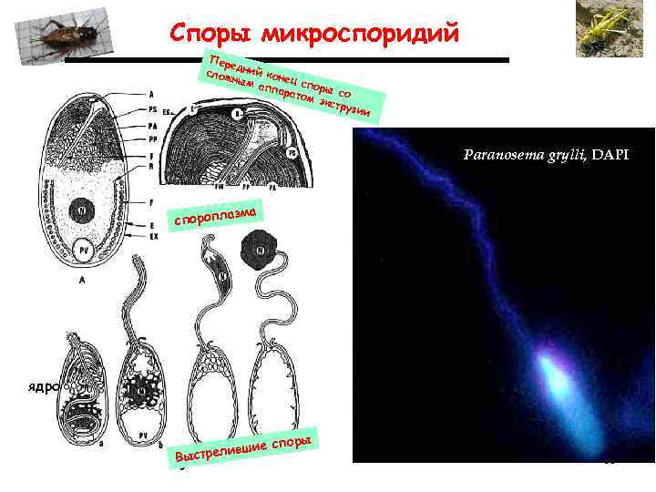   Споры микроспоридий   Пере   д  слож ний кон