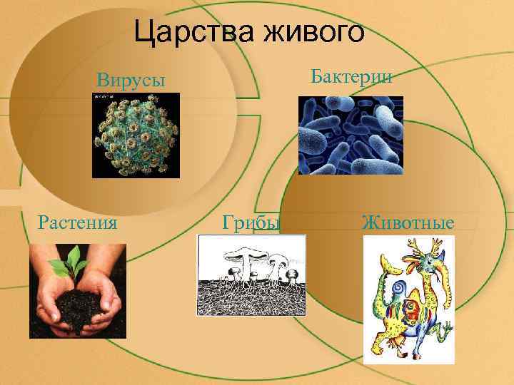   Царства живого Вирусы   Бактерии Растения  Грибы  Животные 