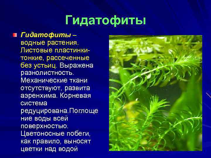 Листья водных растений имеют. Элодея гидатофит. Гидрофиты и Гидатофиты. Растения Гидатофиты. Гидатофиты гидрофиты гигрофиты.