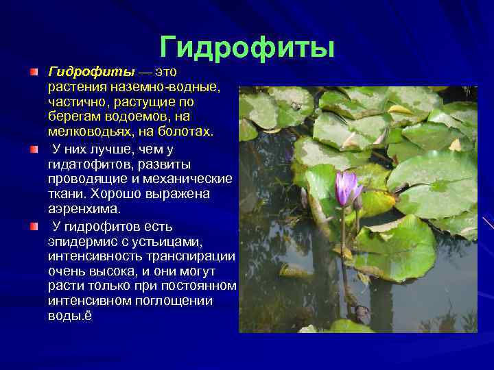 Экологическая группа гидрофиты. Растения гидрофиты и Гидатофиты. Гидрофиты и Суккуленты. Гидрофиты представители растений. Водные растения водные растения.