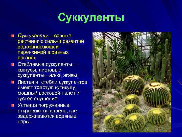     Суккуленты— сочные растения с сильно развитой водозапасающей паренхимой в разных