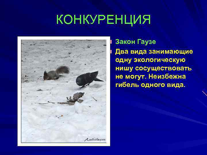 КОНКУРЕНЦИЯ  Закон Гаузе  Два вида занимающие  одну экологическую  нишу сосуществовать