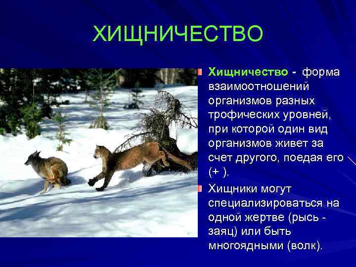 ХИЩНИЧЕСТВО  Хищничество - форма  взаимоотношений  организмов разных  трофических уровней, 