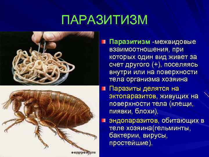 Чем наружные паразиты отличаются от