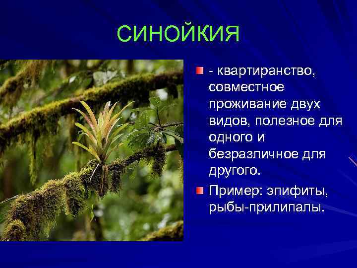 Презентация на тему квартиранство по биологии