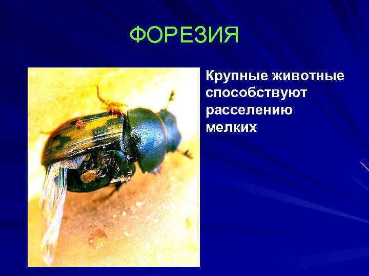 ФОРЕЗИЯ Крупные животные способствуют расселению мелких 