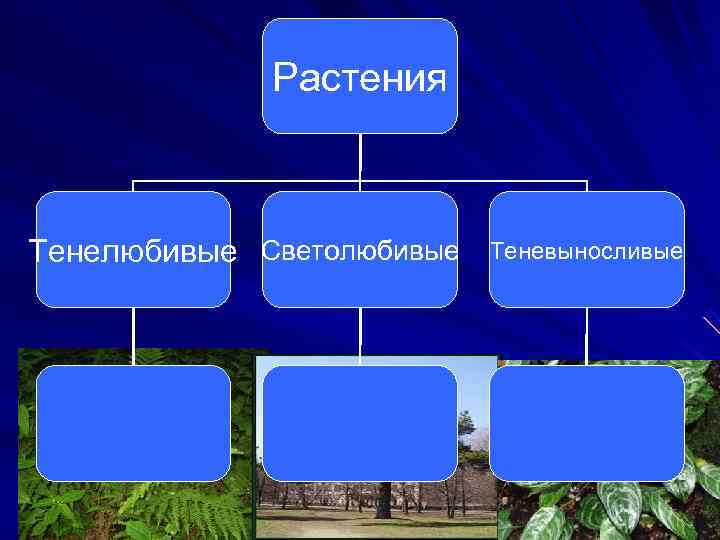    Растения  Тенелюбивые Светолюбивые  Теневыносливые 
