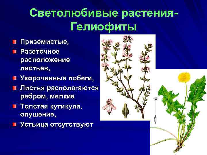 Светолюбивые растения это. Гелиофиты светолюбивые растения. Гелофиты свето любывые растения. Укороченные побеги гелиофиты. Гелиофиты стебель.