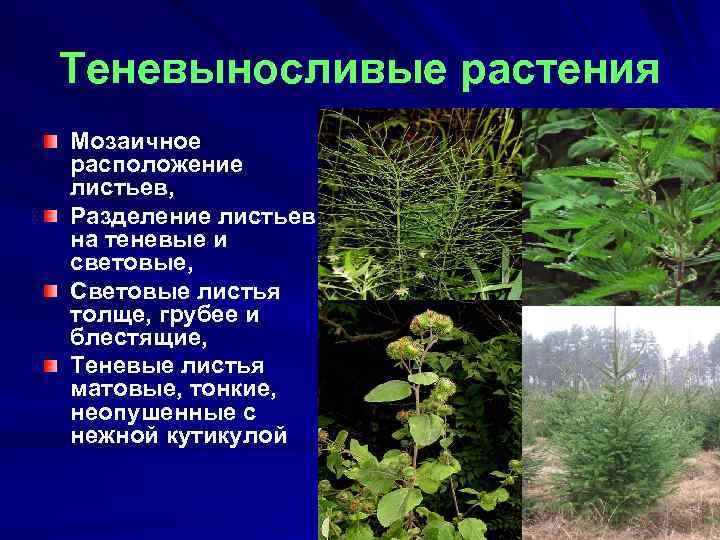 Теневыносливые растения Мозаичное расположение листьев, Разделение листьев на теневые и световые, Световые листья толще,