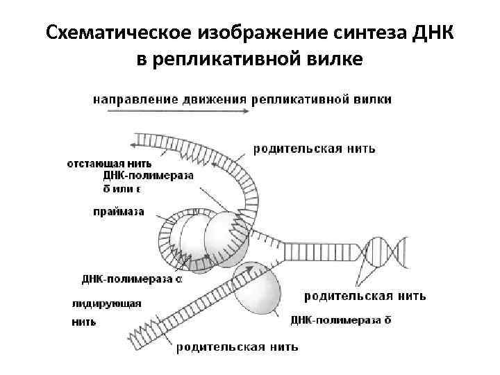 Синтез днк схема