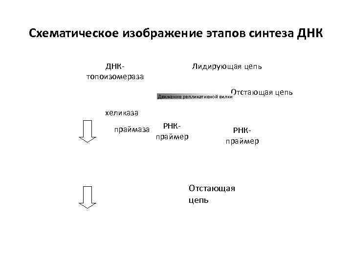 Схематическое изображение этапов синтеза ДНК   ДНК-     Лидирующая цепь