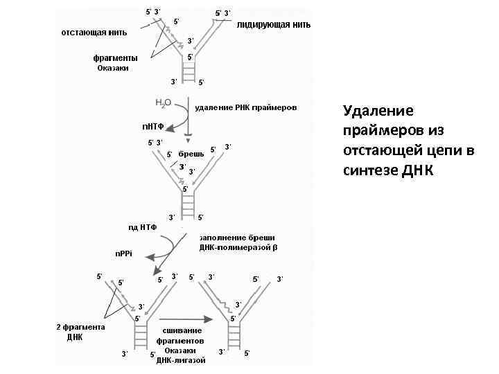 Таллий 208 схема распада