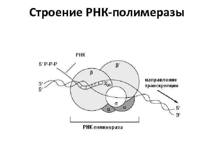 Схема строения рнк