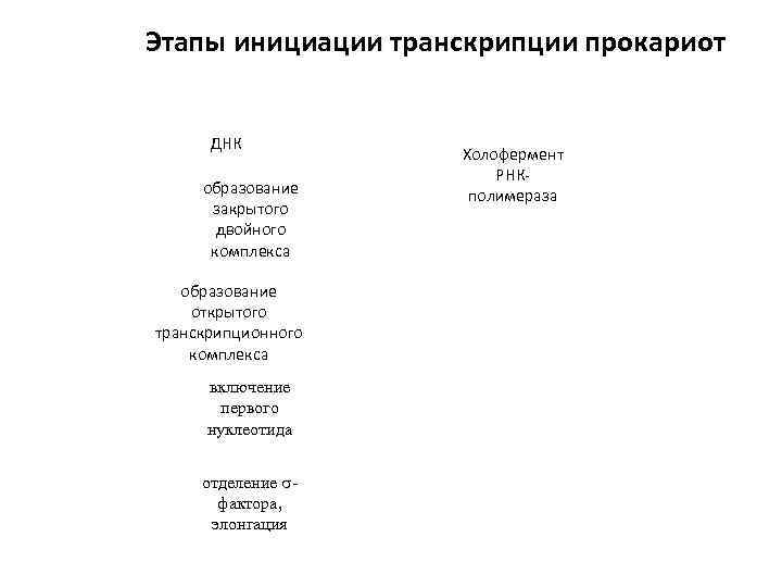 Этапы инициации транскрипции прокариот   ДНК     Холофермент  