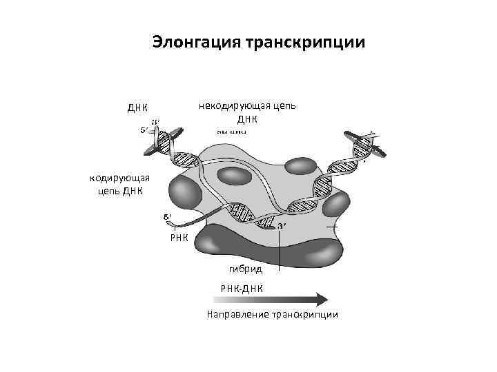    Элонгация транскрипции   ДНК  некодирующая цепь   