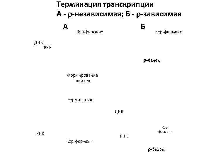   Терминация транскрипции   А - -независимая; Б - -зависимая  