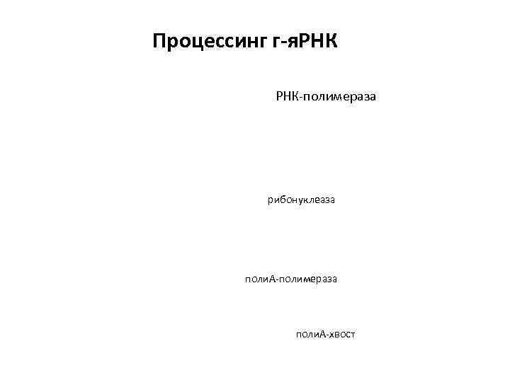 Процессинг г-я. РНК    РНК-полимераза    рибонуклеаза   поли.