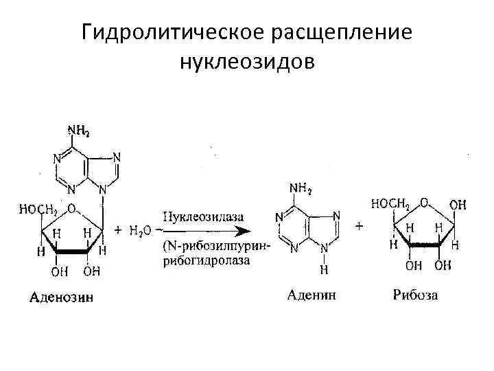 Общая схема распада нуклеиновых кислот пищи ферменты субстраты продукты