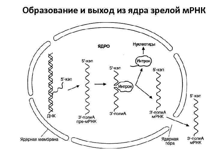 Образование и выход из ядра зрелой м. РНК 