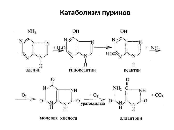 Схема гидролиза нуклеиновых кислот