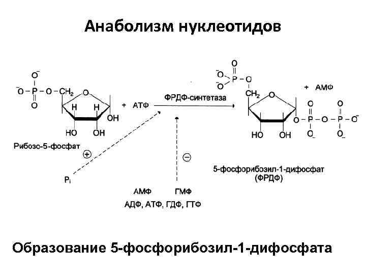 Общие схемы анаболизма нуклеотидов