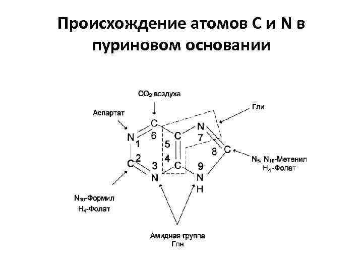 Расщепление нуклеиновых кислот. Происхождение атомов с и n в пуриновом основании. Гидролитическое расщепление нуклеозидов. Схема происхождения атомов в пуриновом цикле.. Образование углерода в пуриновых.