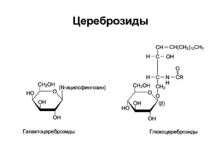 Цереброзиды 