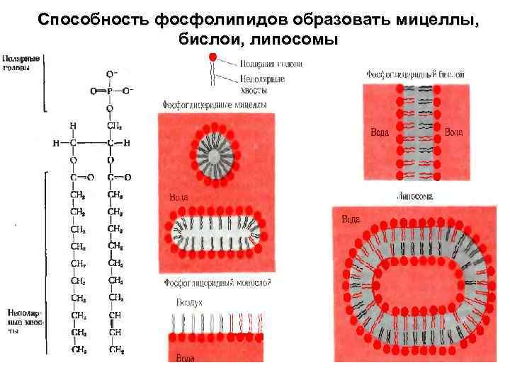 Схема фосфоролиза мальтозы