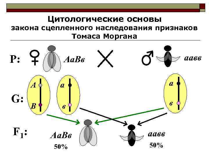    Цитологические основы закона сцепленного наследования признаков   Томаса Моргана 