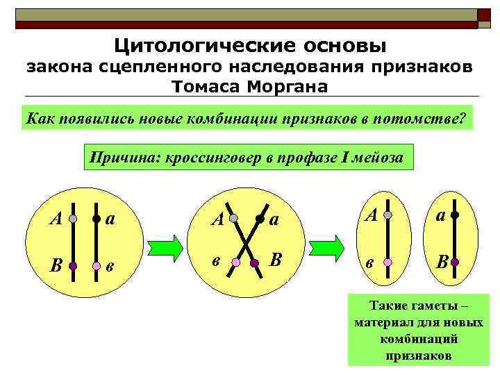    Цитологические основы закона сцепленного наследования признаков   Томаса Моргана Как